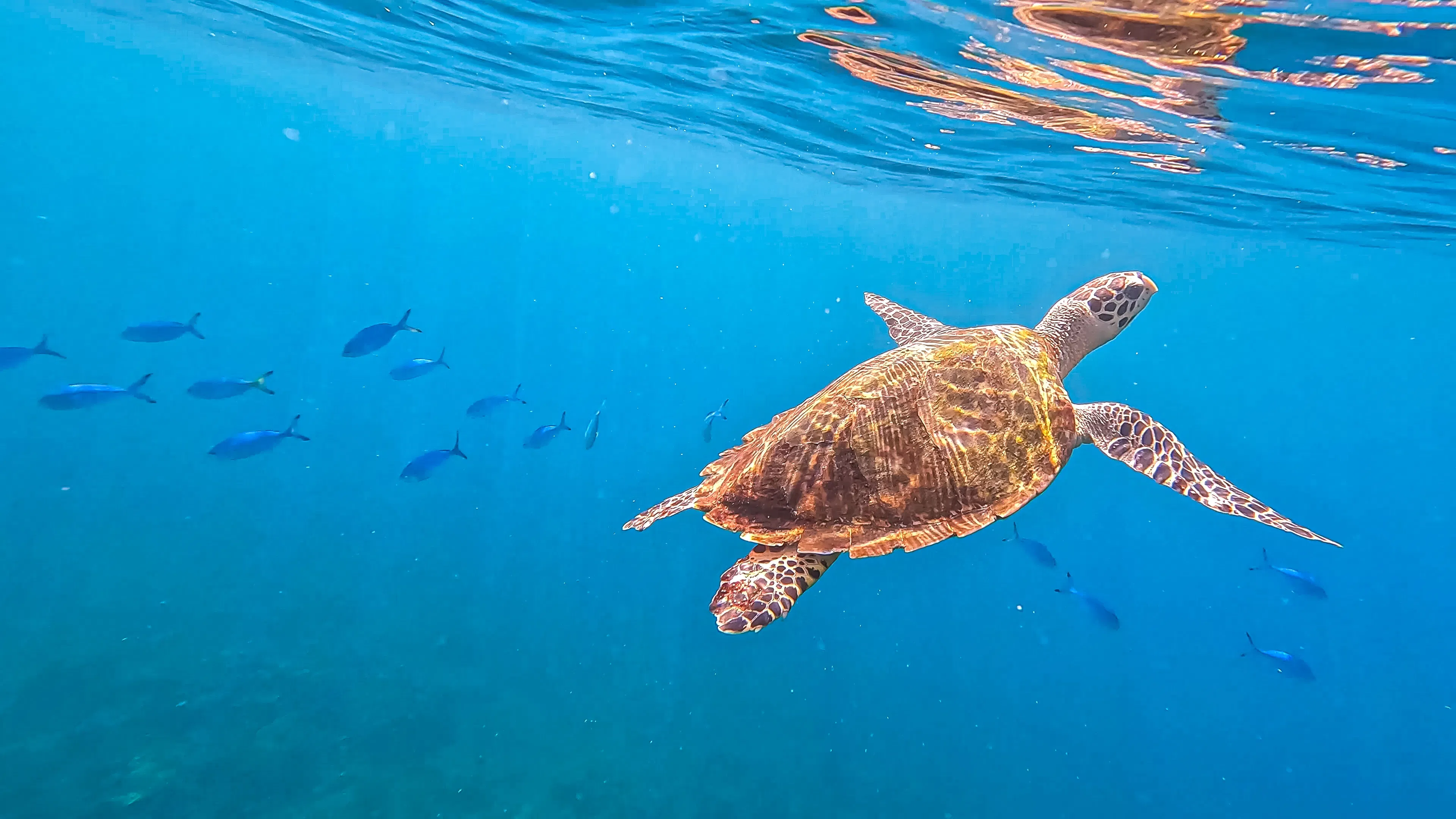 Amed and the East Coast: Best for diving and a quiet escape