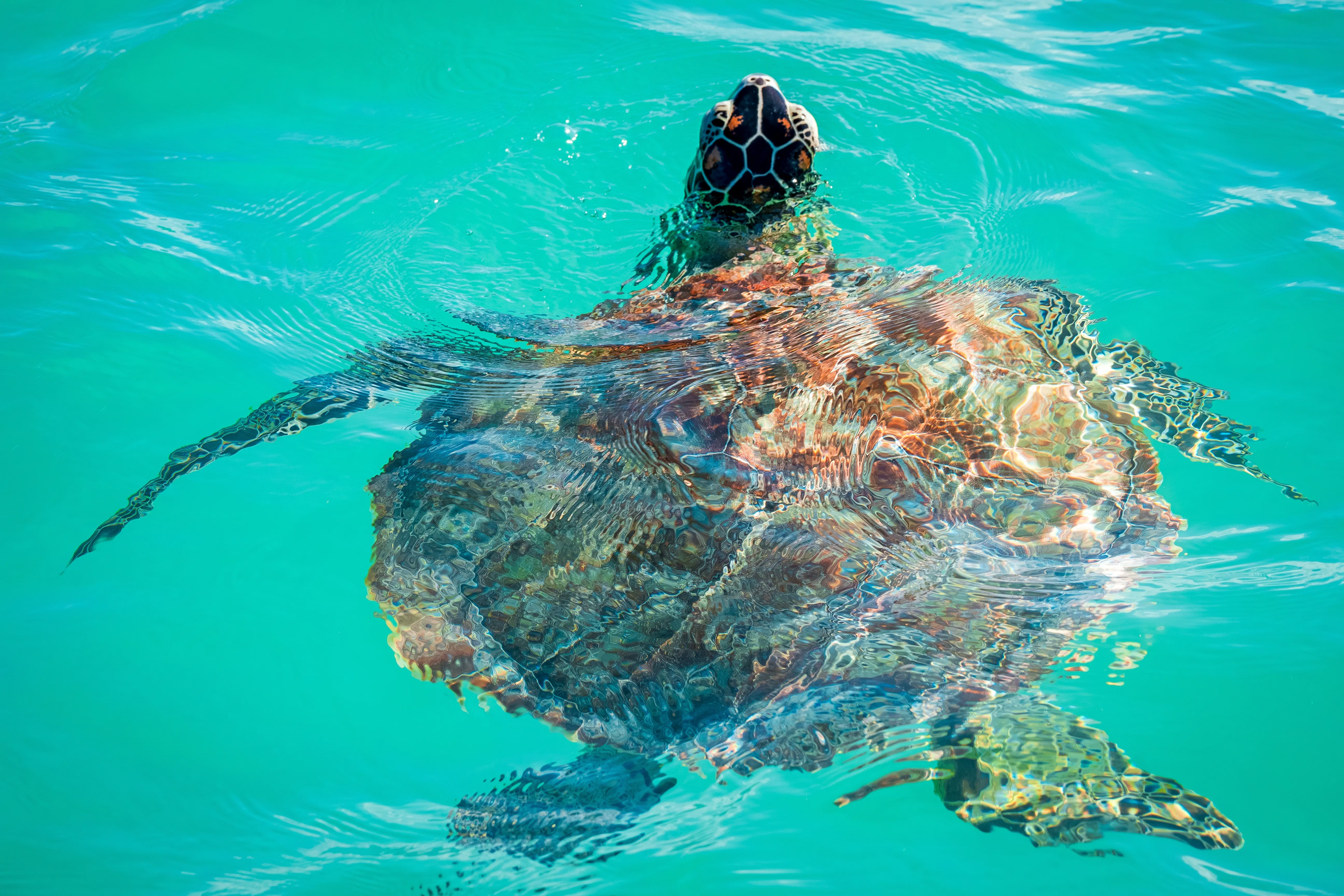 When's the best time to see turtles in Mauritius