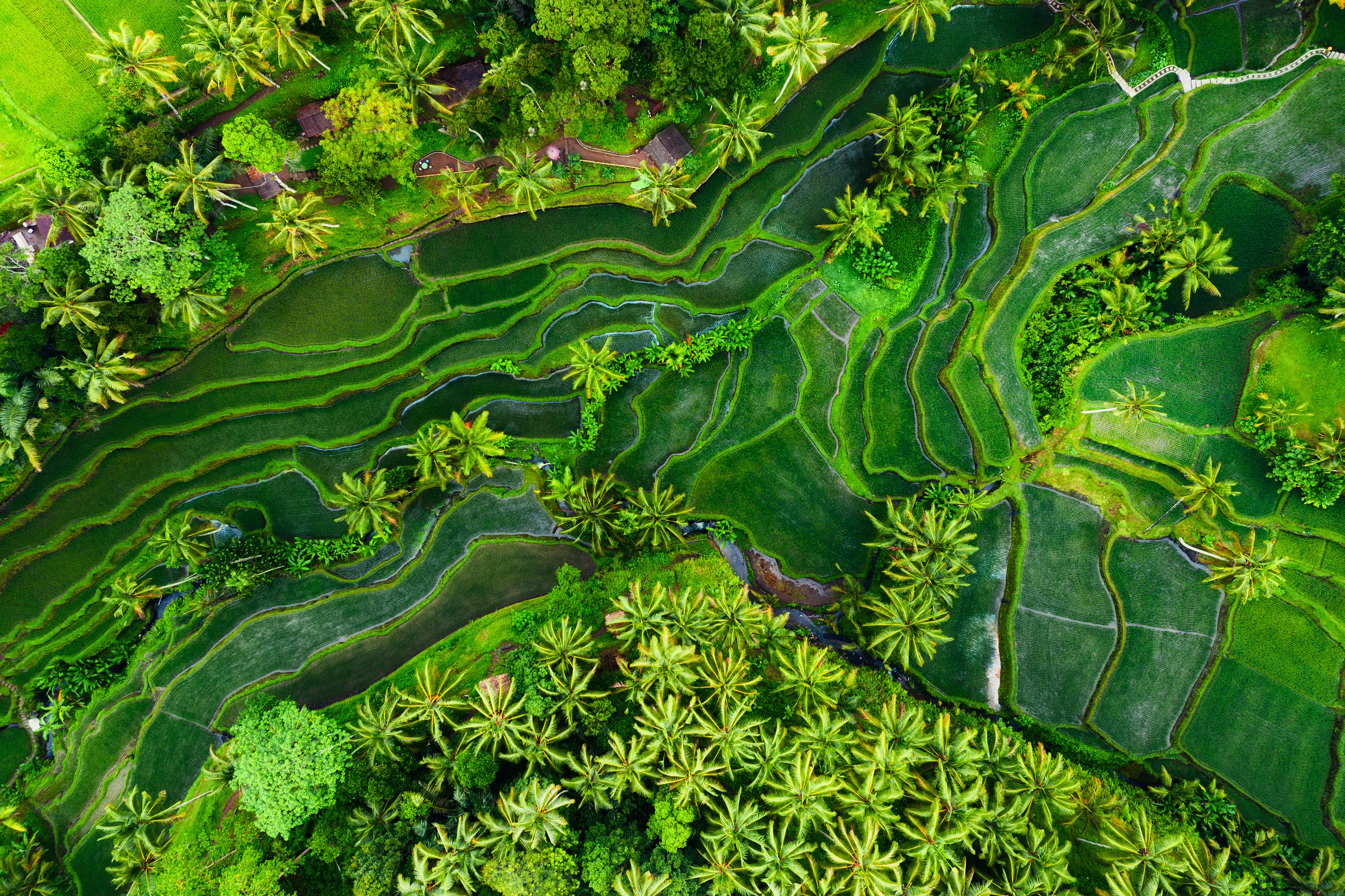 Explore the Bali Rice Fields