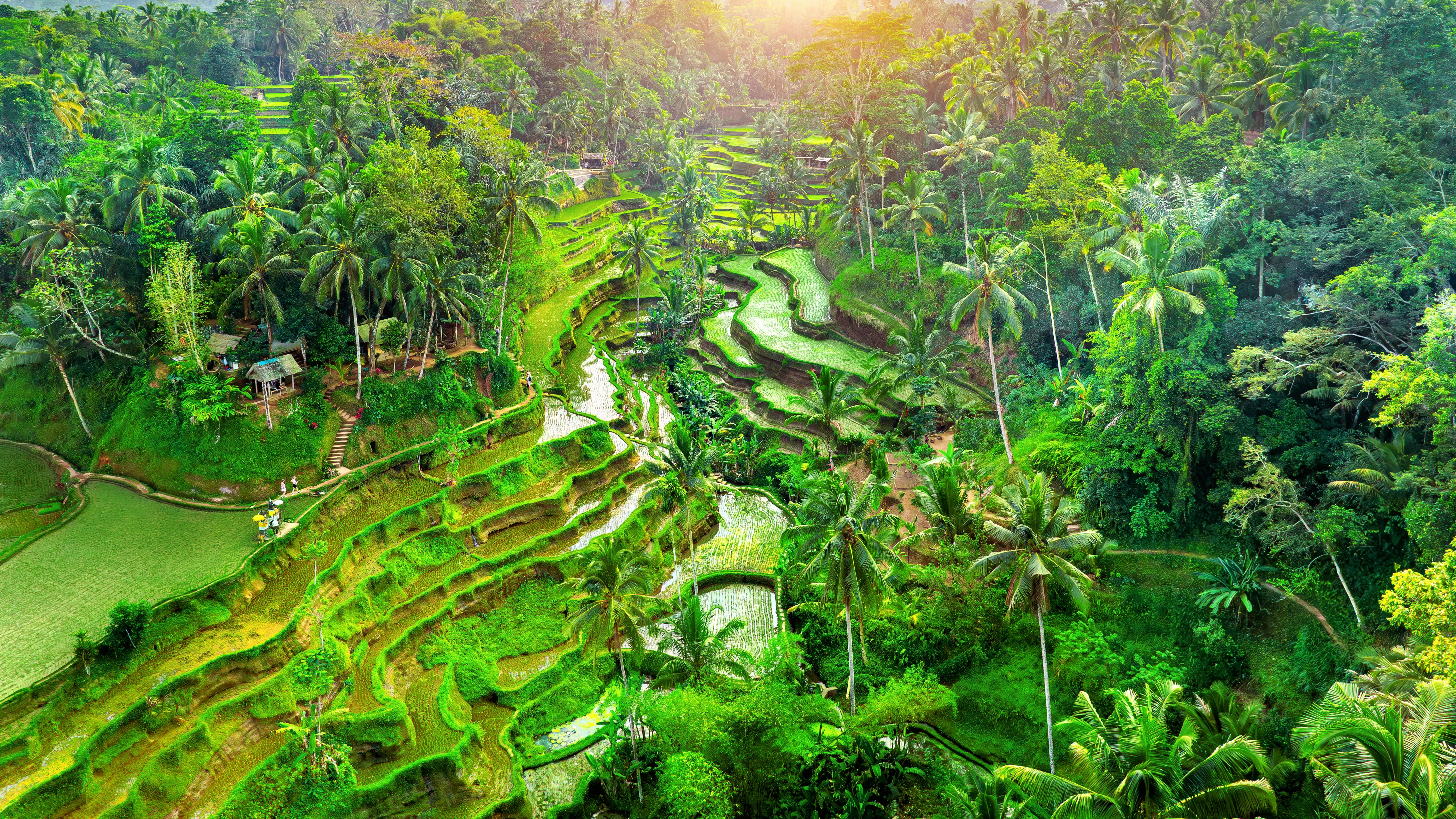Tegallalang Rice Terraces