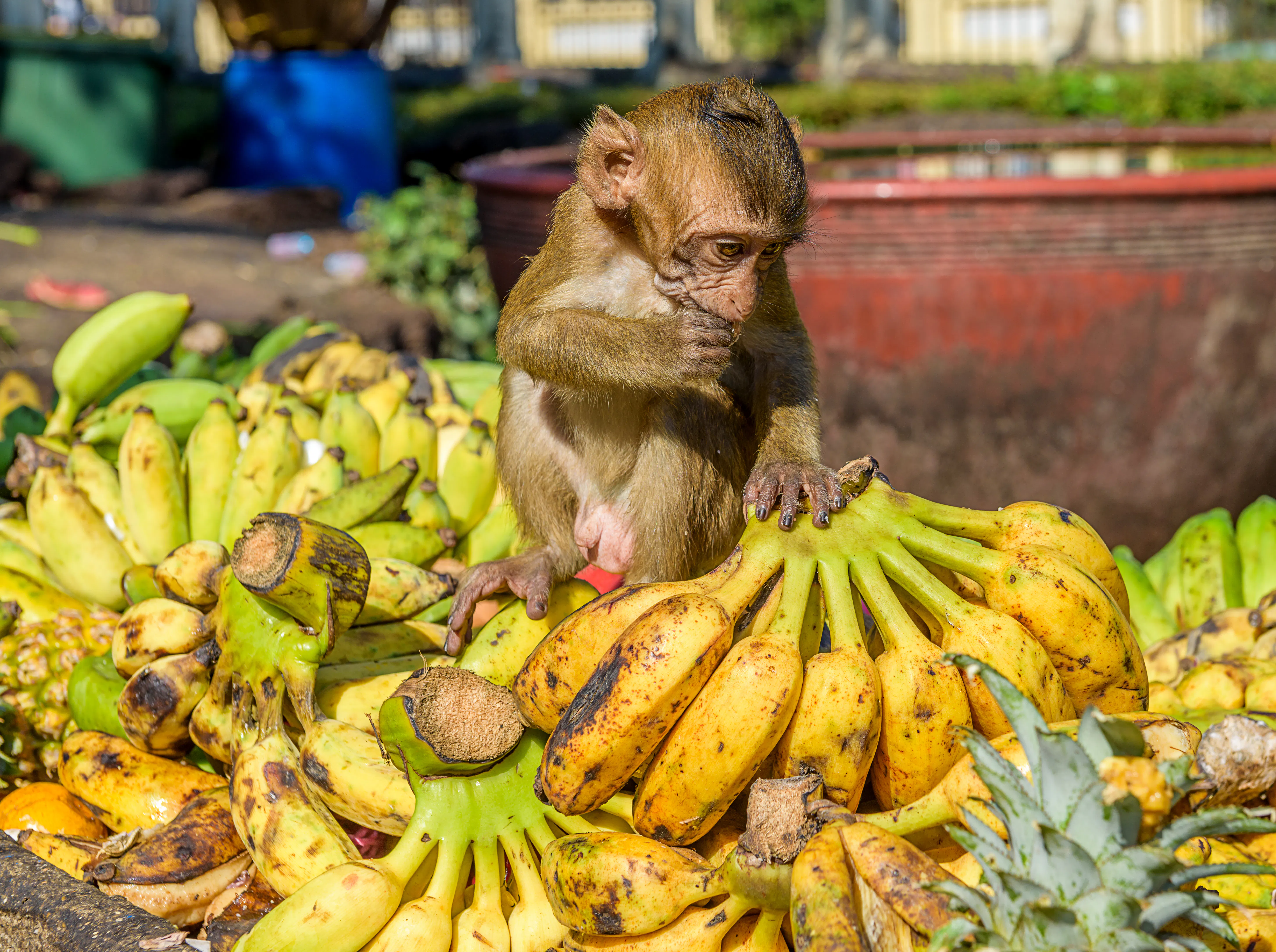 Lopburi Monkey Festival