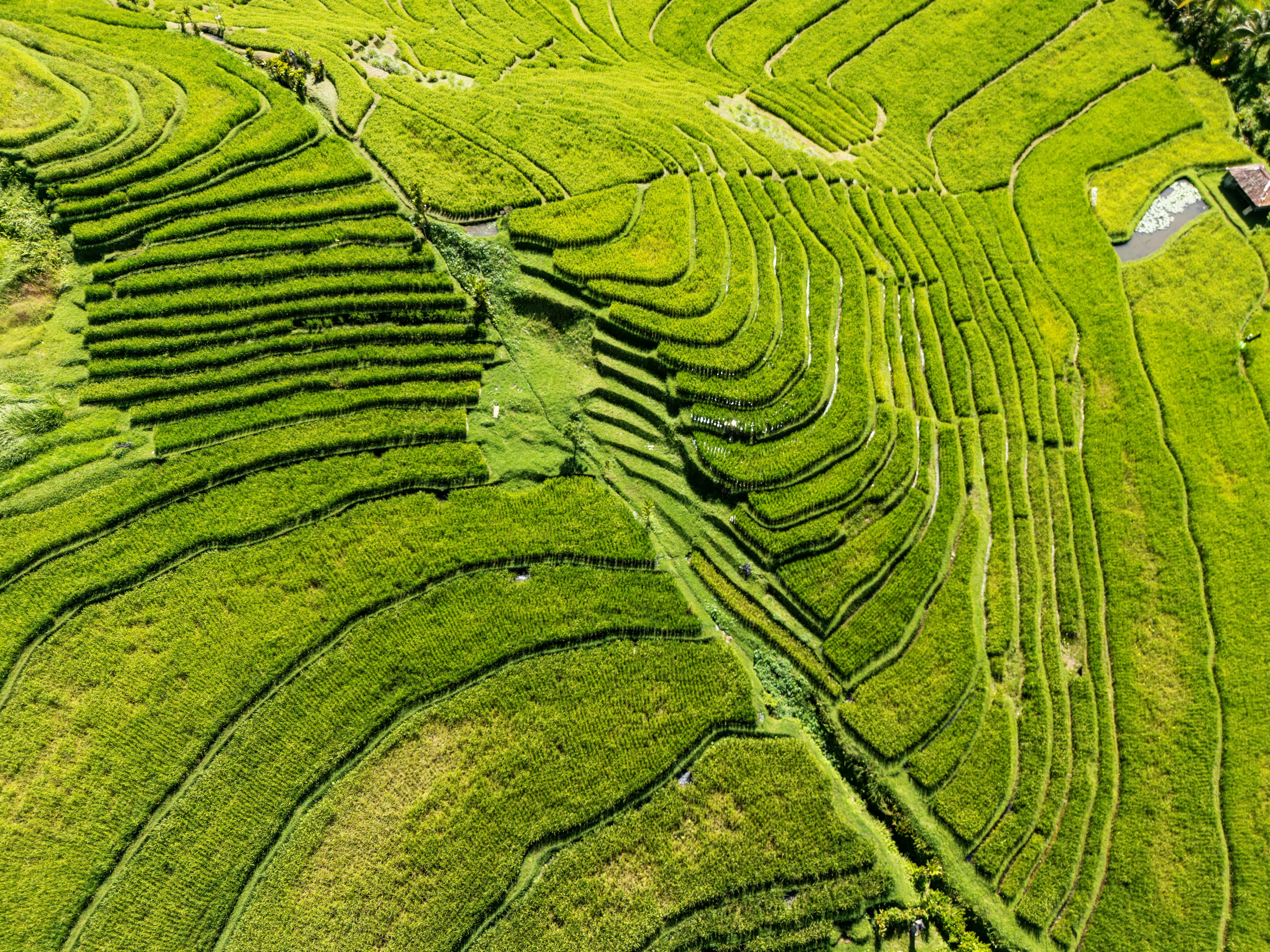Pupuan Rice Terraces