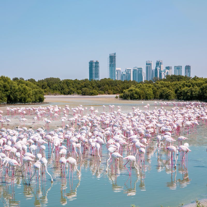Ras Al Khor Wildlife Sanctuary
