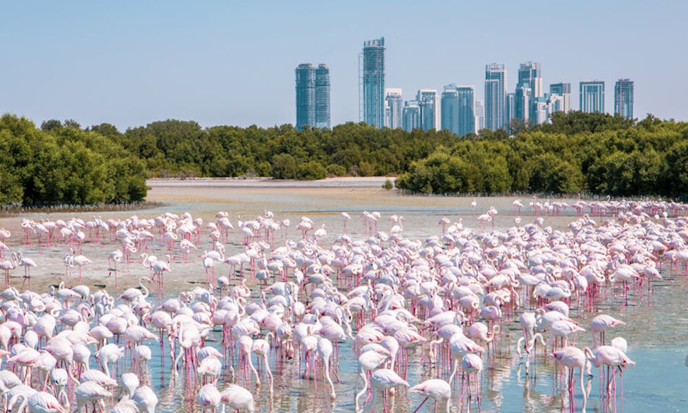 Ras Al Khor Wildlife Sanctuary Ras Al Khor Wildlife Sanctuary