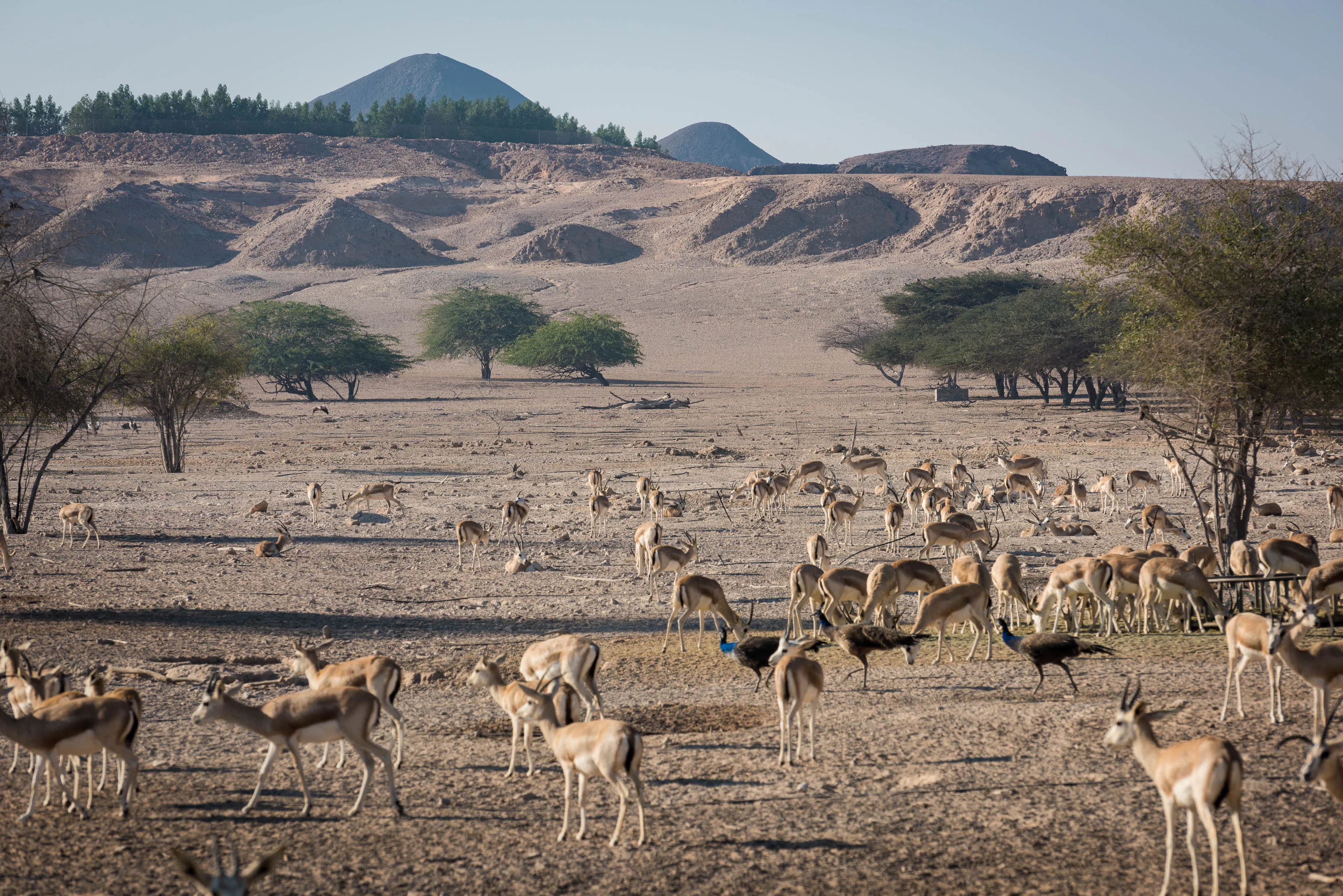 Sir Bani Yas Island Wildlife Reserve