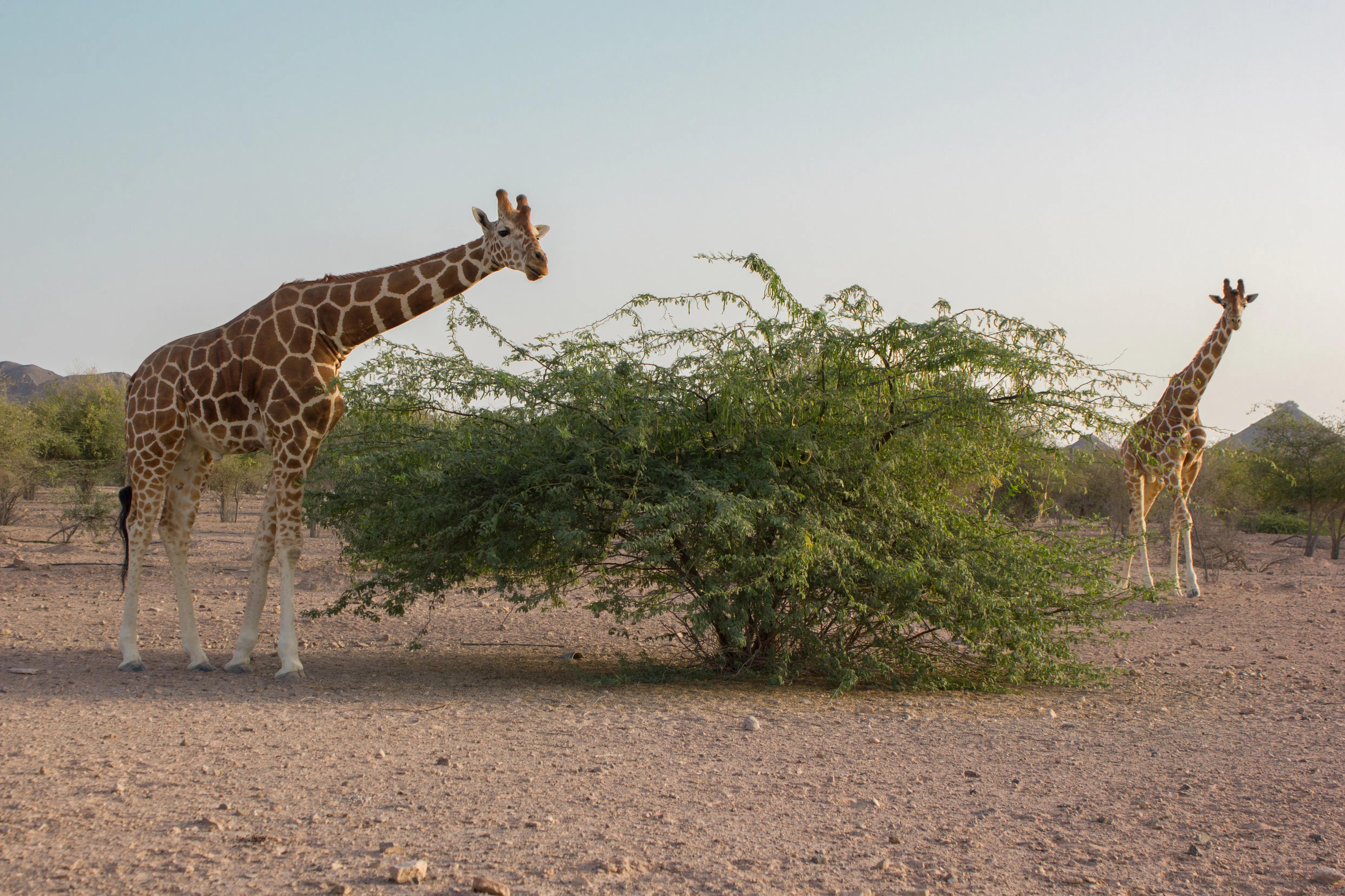 sir bani yas island