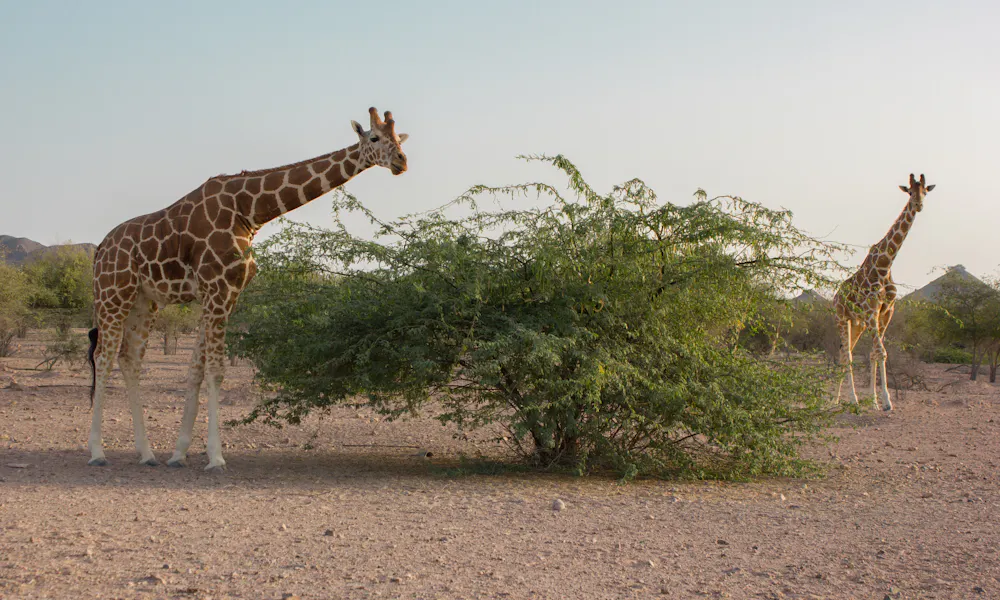 sir bani yas island sir bani yas island