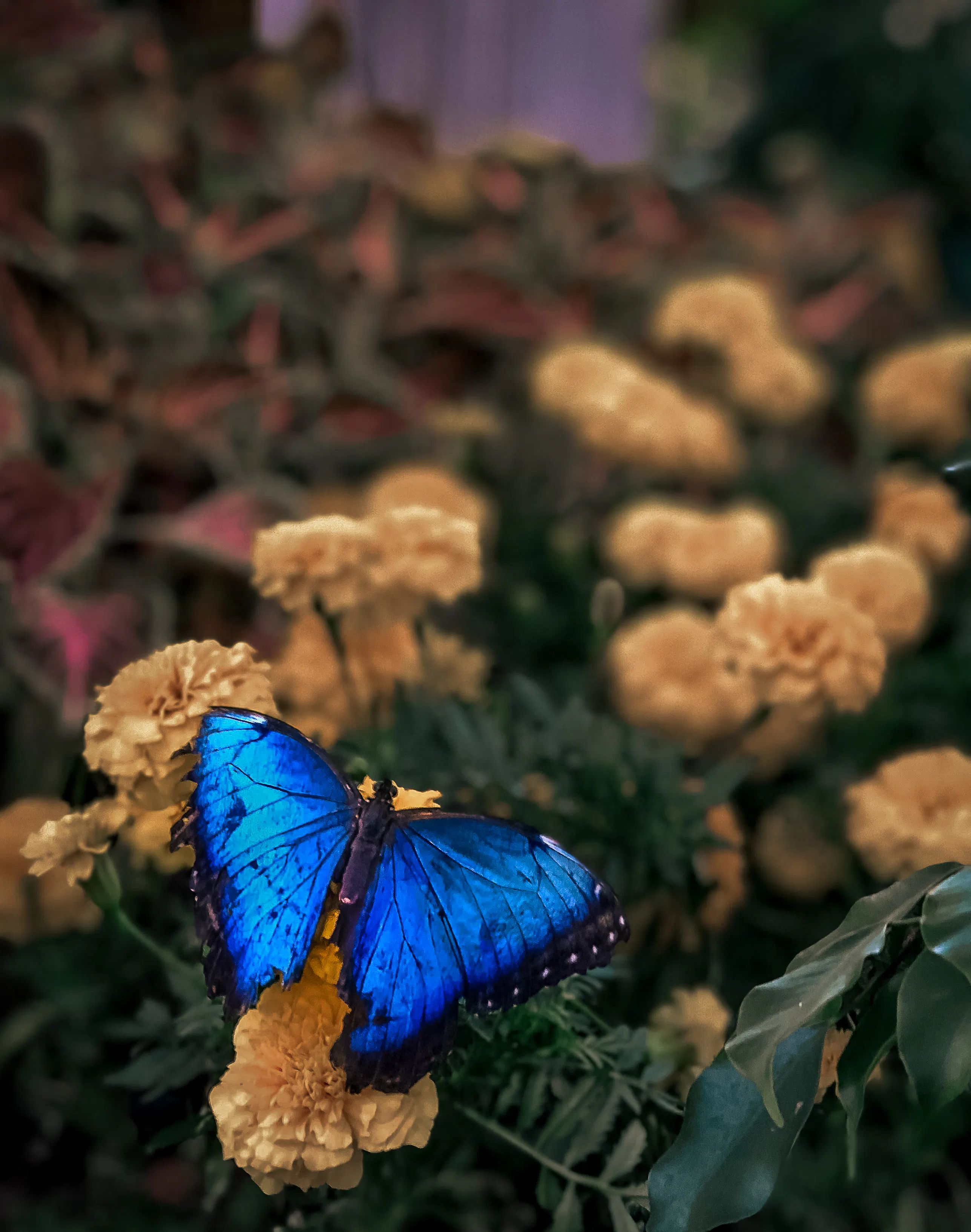 The Dubai Butterfly Garden