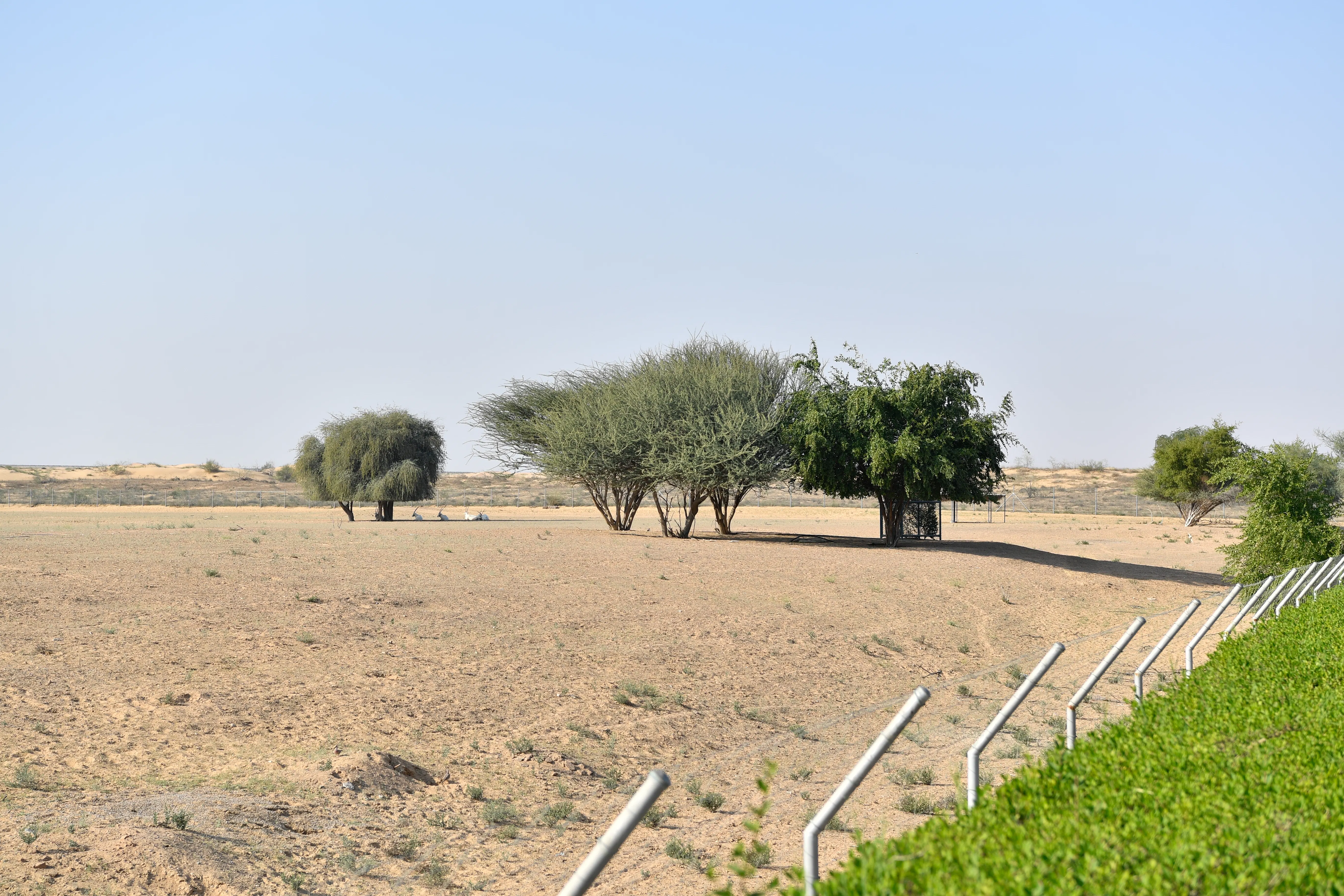 Visit the Arabian Wildlife Centre