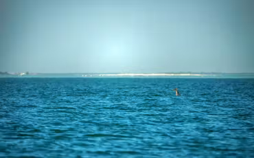 Dolphin Island