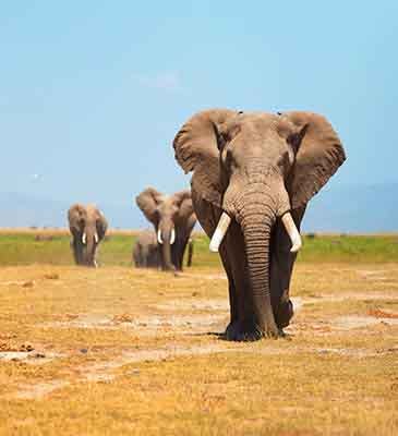 Amboseli National Park