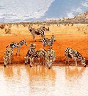 Tsavo National Park